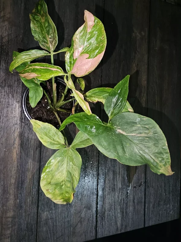 Syngonium Pink Splash Tricolor Live Plant - 4" Pot - Fast Growing