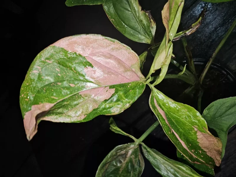 Syngonium Pink Splash Tricolor Live Plant - 4" Pot - Fast Growing