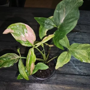 Syngonium Pink Splash Tricolor Live Plant - 4