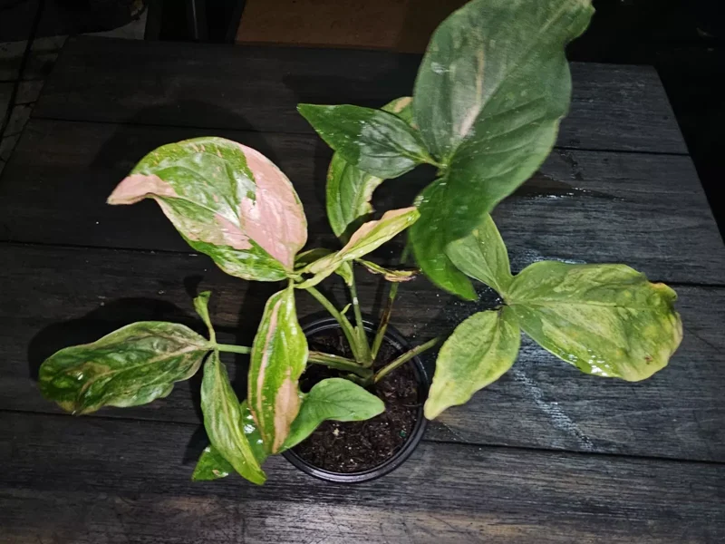 Syngonium Pink Splash Tricolor Live Plant - 4" Pot - Fast Growing