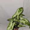 Syngonium Three Kings Variegated Houseplant - 4" Pot - Magic Marble & Jade Ghost