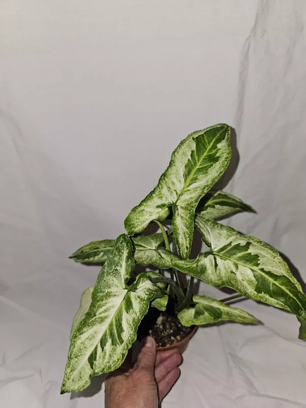Syngonium Three Kings Variegated Houseplant - 4" Pot - Magic Marble & Jade Ghost
