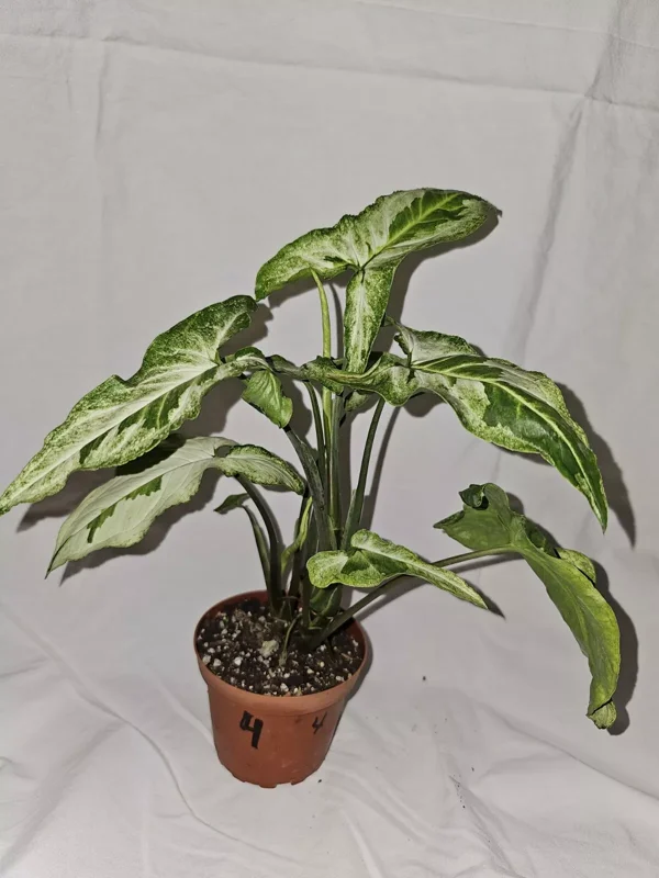 Syngonium Three Kings Variegated Houseplant - 4" Pot - Magic Marble & Jade Ghost