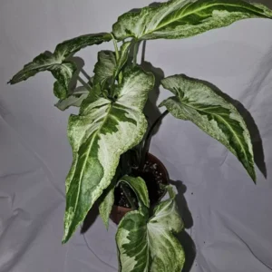 Syngonium Three Kings Variegated Houseplant - 4