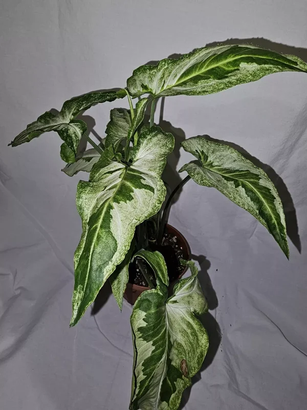 Syngonium Three Kings Variegated Houseplant - 4" Pot - Magic Marble & Jade Ghost