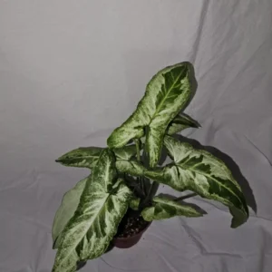 Syngonium Three Kings Variegated Houseplant - 4
