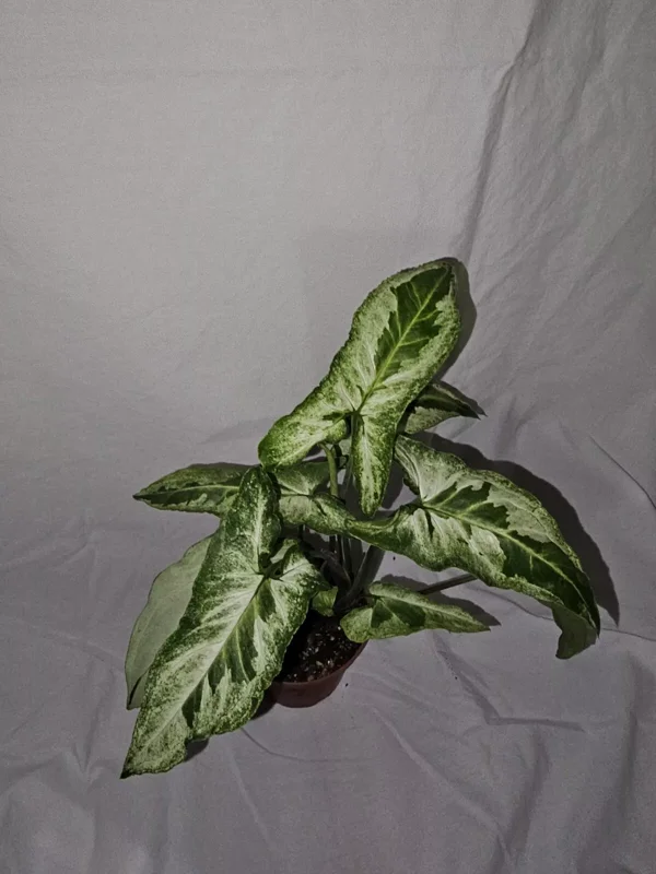 Syngonium Three Kings Variegated Houseplant - 4" Pot - Magic Marble & Jade Ghost