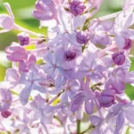 Syringa New Age Lavender Starter Plant - 5-6 Inch - Hardy Fragrant Shrub