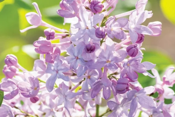 Syringa New Age Lavender Starter Plant - 5-6 Inch - Hardy Fragrant Shrub