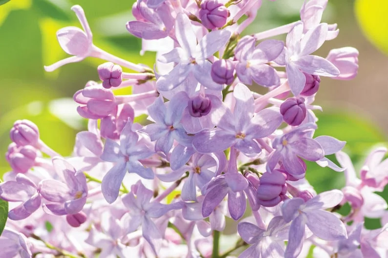 Syringa New Age Lavender Starter Plant - 5-6 Inch - Hardy Fragrant Shrub