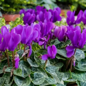 Cyclamen Dragon Blue Live Plant 4