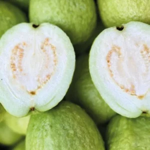 White Guava Tree Live Plant 4