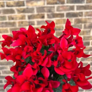 Cyclamen Red Live Plant 4