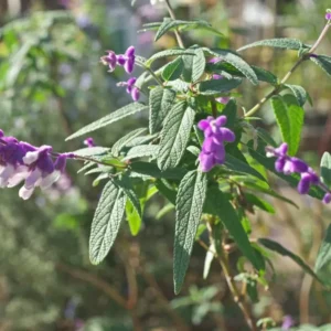 Mexican Bush Sage - SALVIA LEUCANTHA - Starter Plant - 4-6 Inch