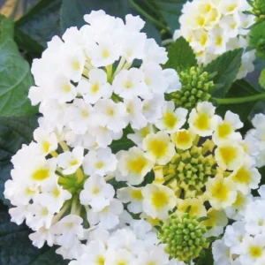 Lantana Butter Cup Live Plant - 4" Tall Perennial Flowers - 4 Inch Pot - Fragrant Butterfly Garden Plant