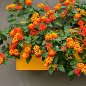 1 Pot-2 Lantana Bright Orange Plants Live for Planting 4