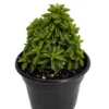 Taco Leaf Peperomia - Peperomia axillaris - 2.5" Pot Succulent Houseplant