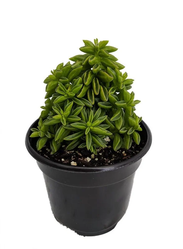 Taco Leaf Peperomia - Peperomia axillaris - 2.5" Pot Succulent Houseplant