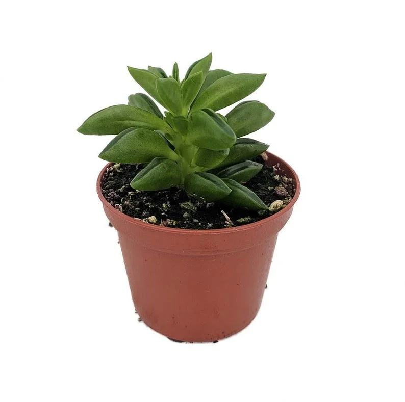 Taco Leaf Peperomia - Peperomia axillaris - 2.5" Pot Succulent Houseplant
