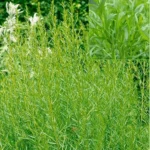 Tagetes Lucida Plant Texas Tarragon Plants – Set of 4, 4-9 Inch Seedlings, Mint Marigold, Perennial Herb