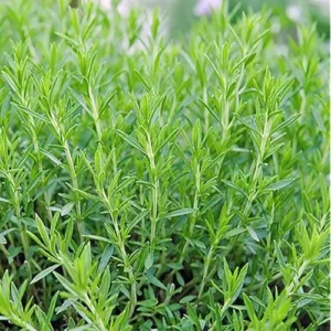 Tagetes Lucida Plant Texas Tarragon Plants – Set of 4, 4-9 Inch Seedlings, Mint Marigold, Perennial Herb