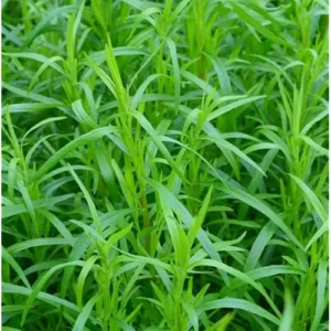 Tagetes Lucida Plant Texas Tarragon Plants – Set of 4, 4-9 Inch Seedlings, Mint Marigold, Perennial Herb