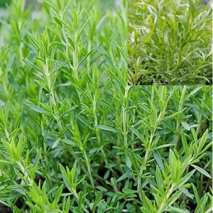 Tagetes Lucida Plant Texas Tarragon Plants – Set of 4, 4-9 Inch Seedlings, Mint Marigold, Perennial Herb