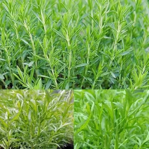 Tagetes Lucida Plant Texas Tarragon Plants – Set of 4, 4-9 Inch Seedlings, Mint Marigold, Perennial Herb