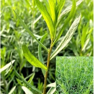 Tagetes Lucida Plant Texas Tarragon Plants – Set of 4, 4-9 Inch Seedlings, Mint Marigold, Perennial Herb