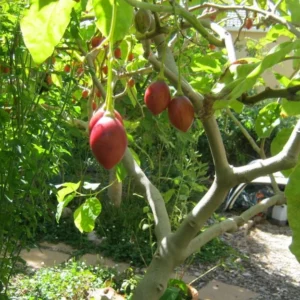 Tamarillo Tree Tomato Live Plant, High Germination, 4-8 Inch Tall