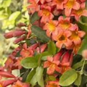 Tangerine Crossvine Live Plant 1 Gallon - Orange Flowers, Fast Growing, Self-Clinging