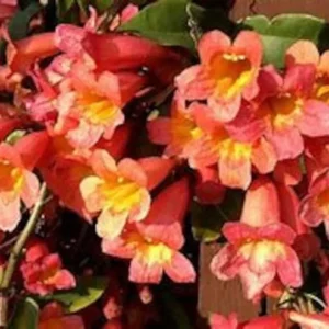 Tangerine Crossvine Live Plant 1 Gallon - Orange Flowers, Fast Growing, Self-Clinging