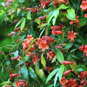 Alternative view of Tangerine Crossvine Live Plant 1 Gallon - Orange Flowers, Fast Growing, Self-Clinging