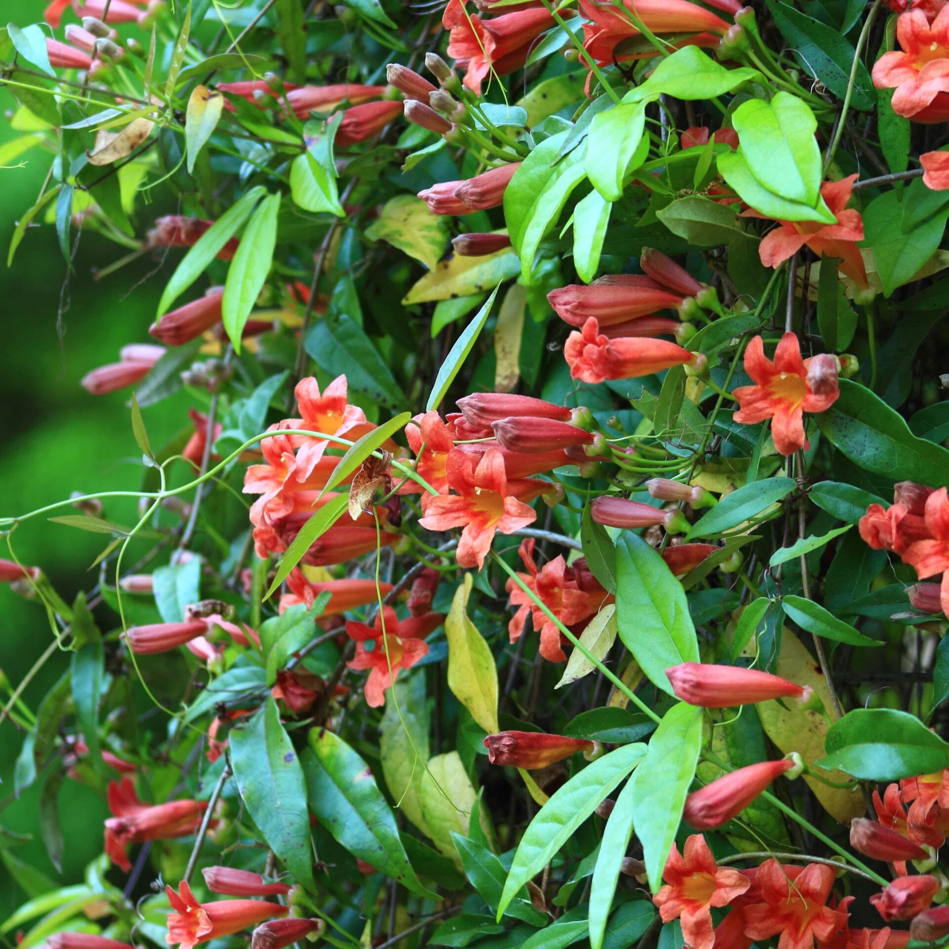 Tangerine Crossvine Live Plant 1 Gallon - Orange Flowers, Fast Growing, Self-Clinging - Image 2