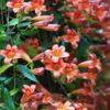 Tangerine Crossvine