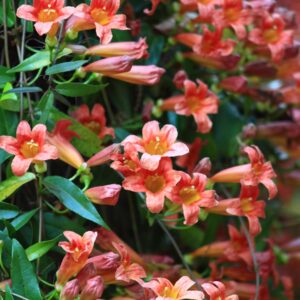 Tangerine Crossvine