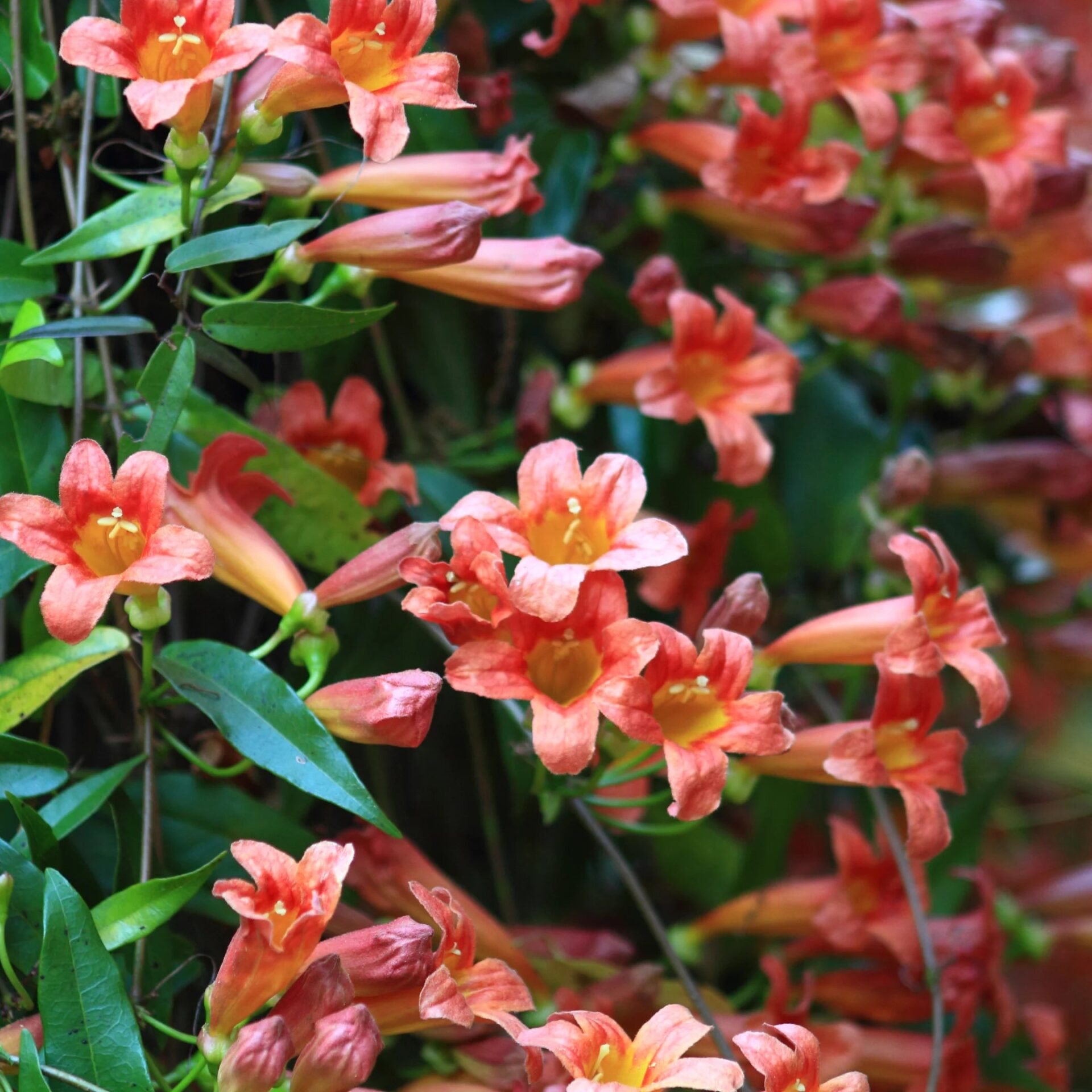 Tangerine Crossvine