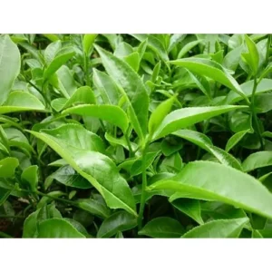 Tea Plant Camellia - Green Tea Tree - 8-12 Inches Tall - Premium Tea Shrub