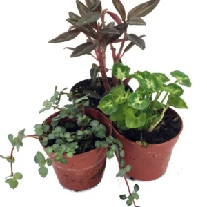 Terrarium & Fairy Garden Plants – 3 Assorted Plants in 2
