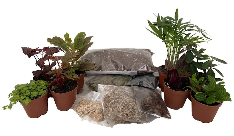 Terrarium Kit - 8 Plants, 2" Pots, DIY Fairy Garden Kit