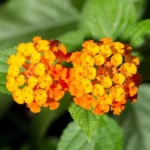 Texas Lantana Live 1 Gallon Plant - Vibrant Flowers, Deer-Resistant, Butterfly Attracting