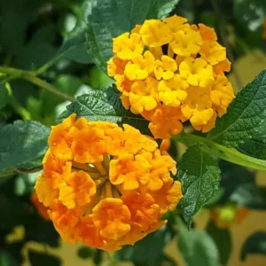 Texas Lantana Live 1 Gallon Plant - Vibrant Flowers, Deer-Resistant, Butterfly Attracting