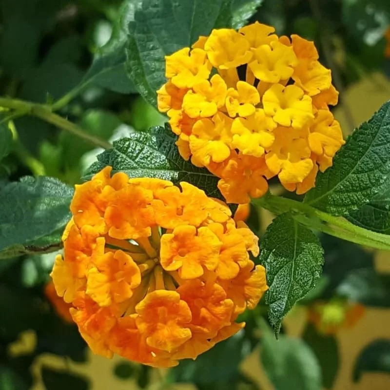 Texas Lantana Live 1 Gallon Plant - Vibrant Flowers, Deer-Resistant, Butterfly Attracting