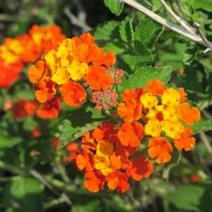 Texas Lantana Live 1 Gallon Plant - Vibrant Flowers, Deer-Resistant, Butterfly Attracting