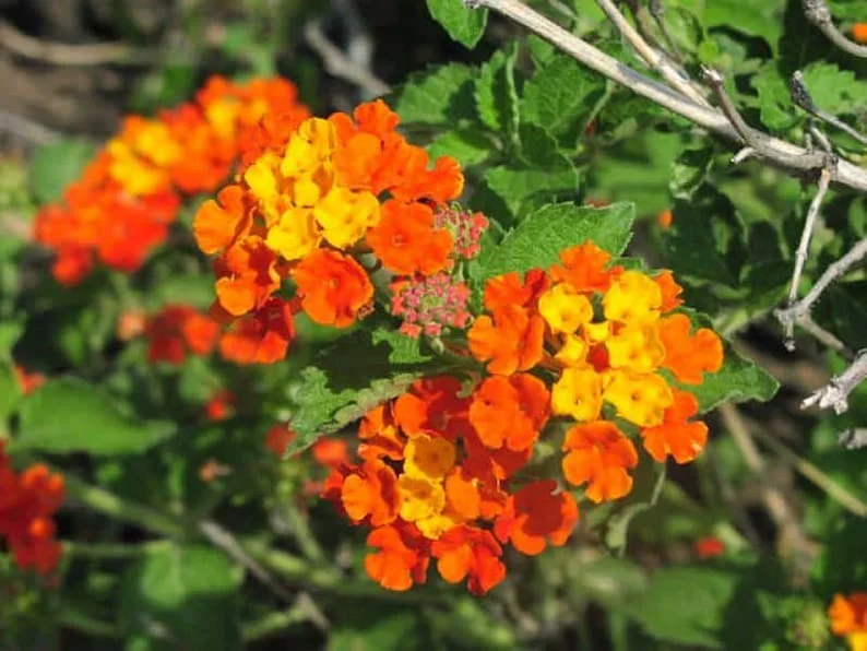 Texas Lantana Live 1 Gallon Plant - Vibrant Flowers, Deer-Resistant, Butterfly Attracting
