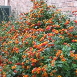 Texas Lantana Live 1 Gallon Plant - Vibrant Flowers, Deer-Resistant, Butterfly Attracting