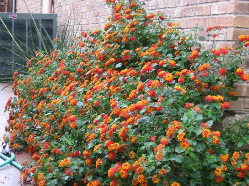 Texas Lantana Live 1 Gallon Plant - Vibrant Flowers, Deer-Resistant, Butterfly Attracting