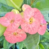 Thai Marble Pink Crown of Thorns 7" Rooted Live Plant Big Size Flowers Euphorbia