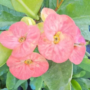 Thai Marble Pink Crown of Thorns 7