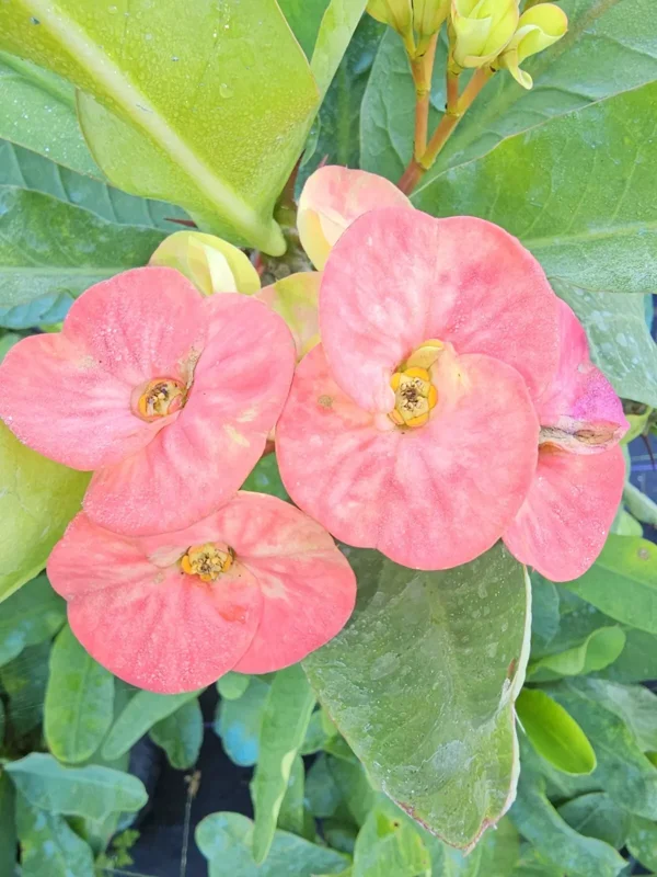 Thai Marble Pink Crown of Thorns 7" Rooted Live Plant Big Size Flowers Euphorbia